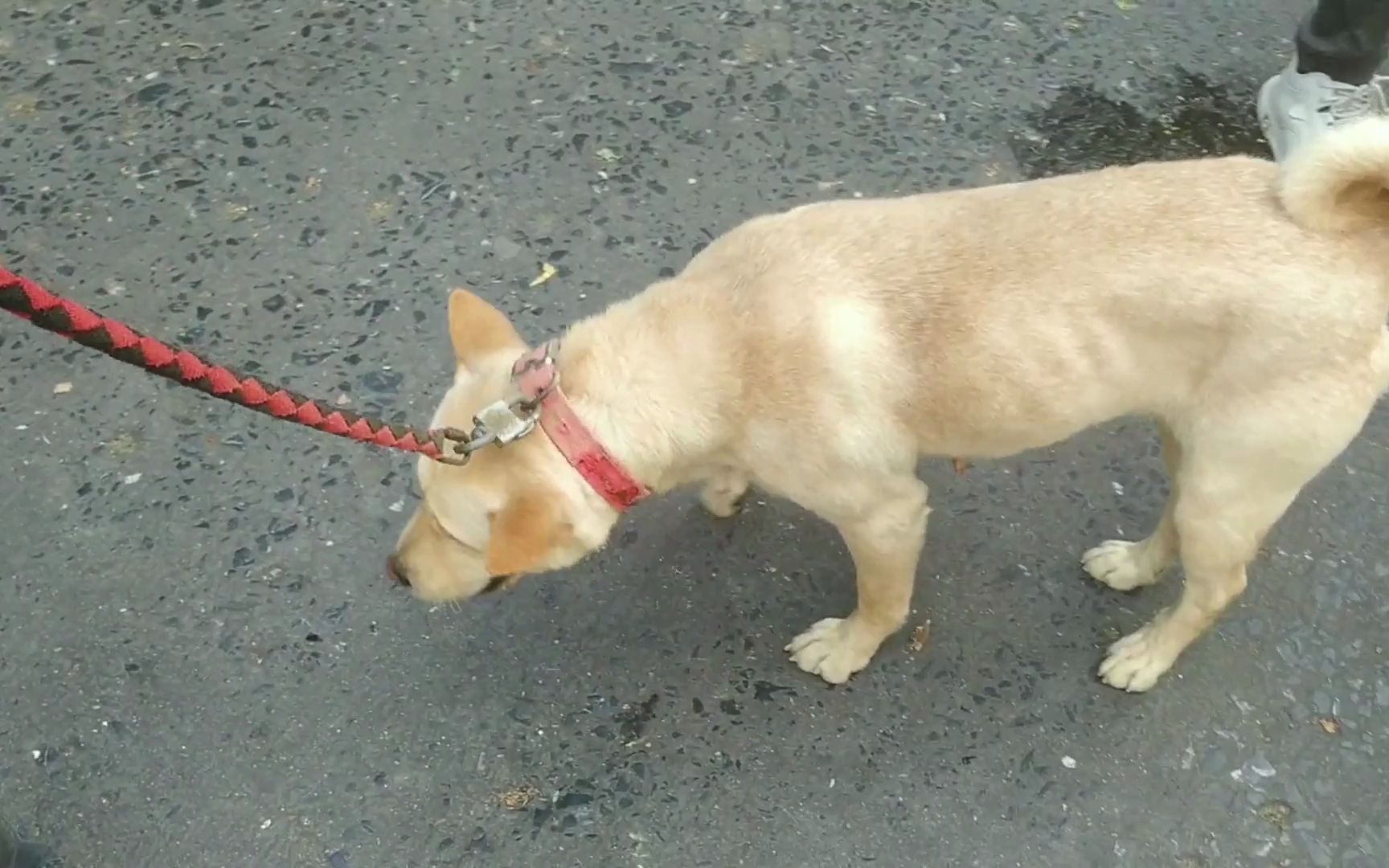 选猎狗、斗狗、五红狗、中华田园犬、、玉林火爆狗市整街应有尽有哔哩哔哩bilibili