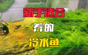 Download Video: 小型冷水鱼除了观背青鳉，还有一种鱼更好养