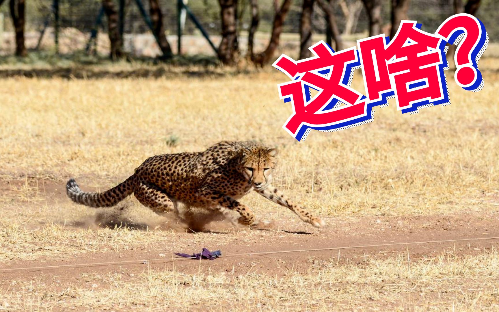 杭州动物园3只未成年金钱豹外逃目前第二只已捕获追回