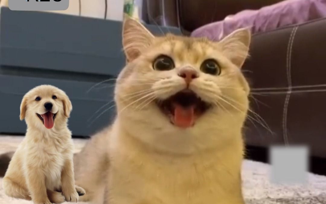 生气的猫和笑的狗图片