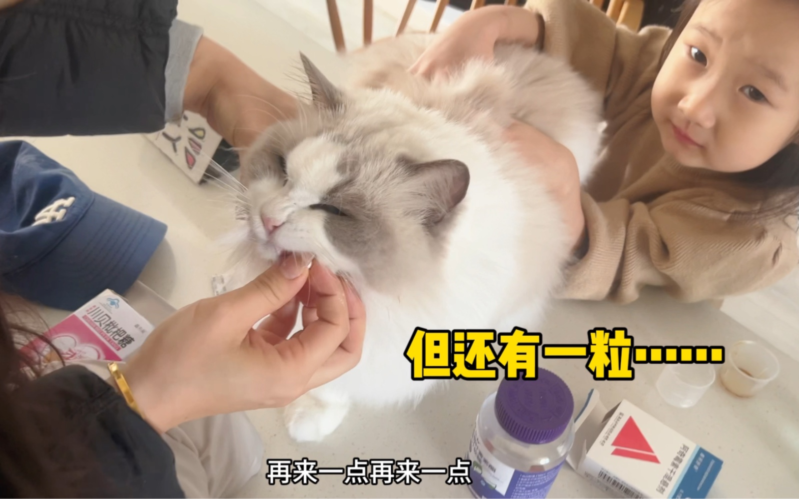 猫咪膀胱炎的日常护理:印度猫饭加大胶囊硬塞哔哩哔哩bilibili