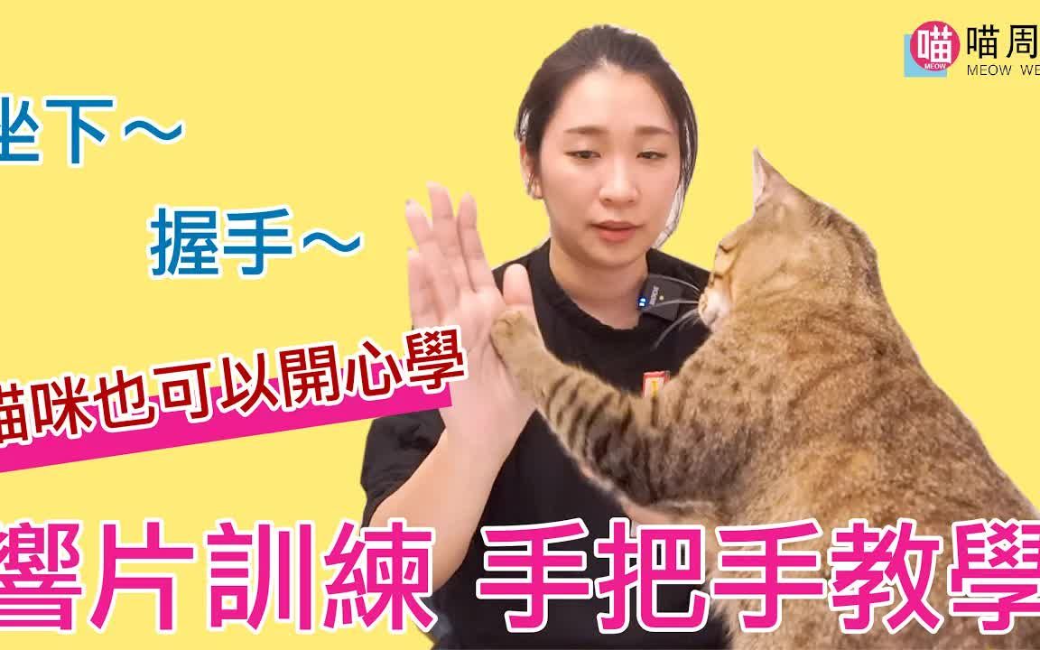 【猫周刊】猫咪也会坐下、握手!响片训练基础完整教学,让猫咪和你一起开心学~哔哩哔哩bilibili