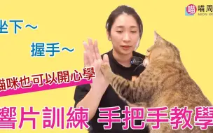 Скачать видео: 【猫周刊】猫咪也会坐下、握手！响片训练基础完整教学，让猫咪和你一起开心学～