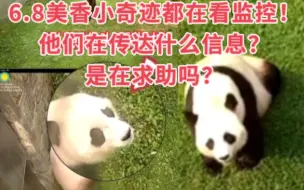 Tải video: 6.8美香小奇迹都在看监控！他们在传达什么信息？是在求助吗？