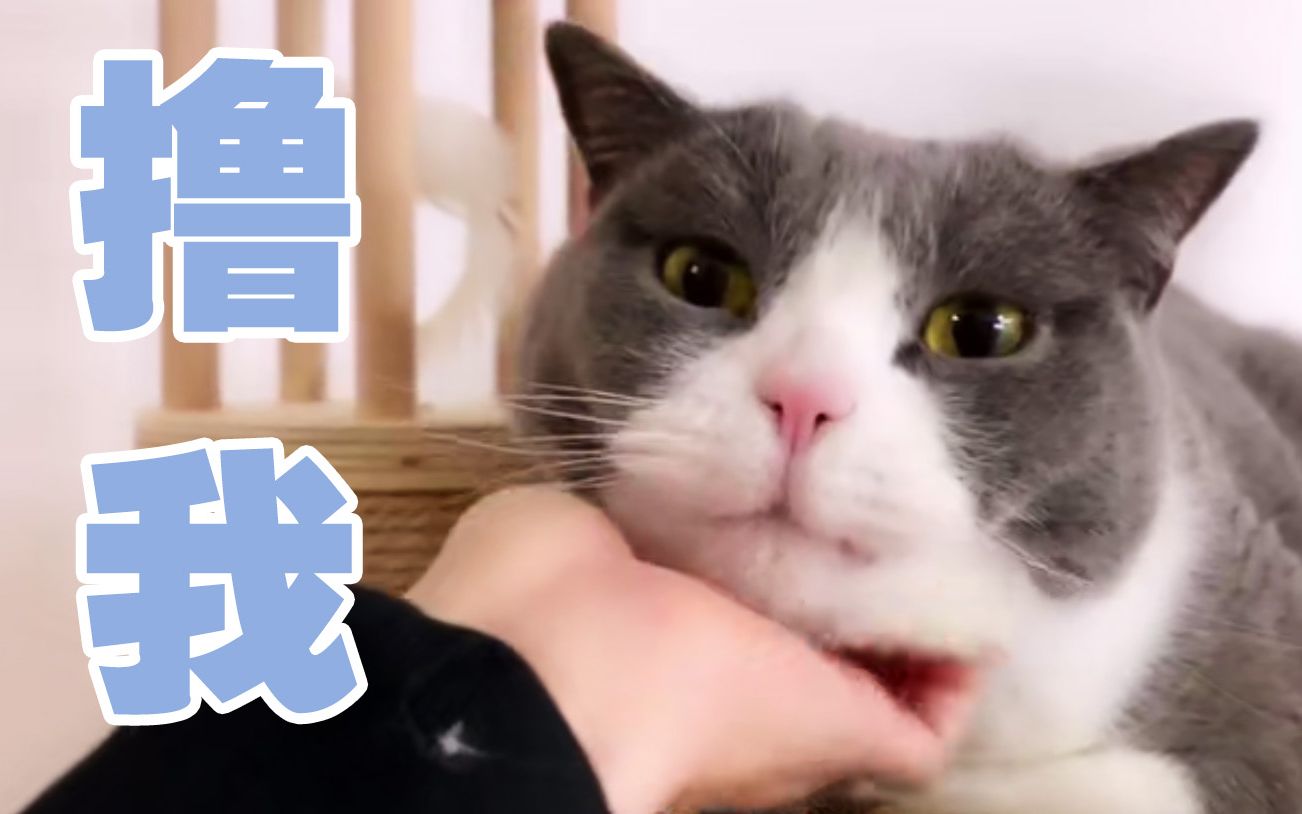 活动作品大佬卖萌猫我只是个三岁宝宝喵来啦直播200411