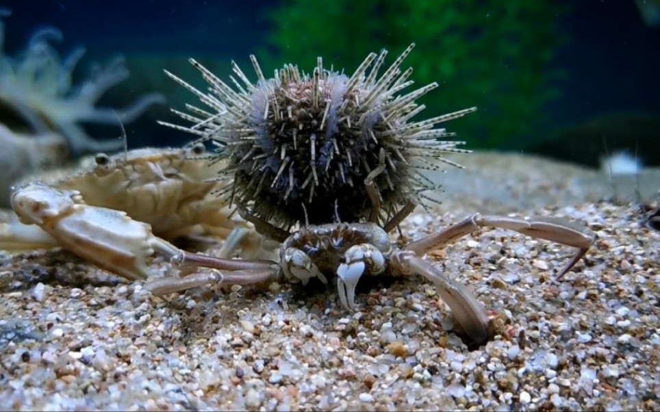螃蟹和海胆共生现象图片
