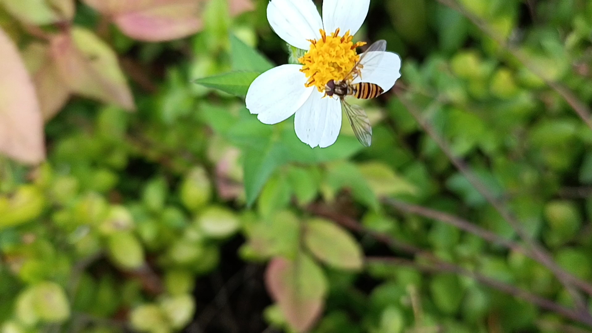 [图]十月花:三叶鬼针草