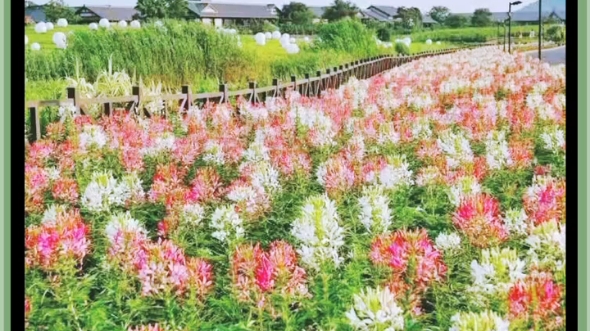 [图]招牌舞步节拍