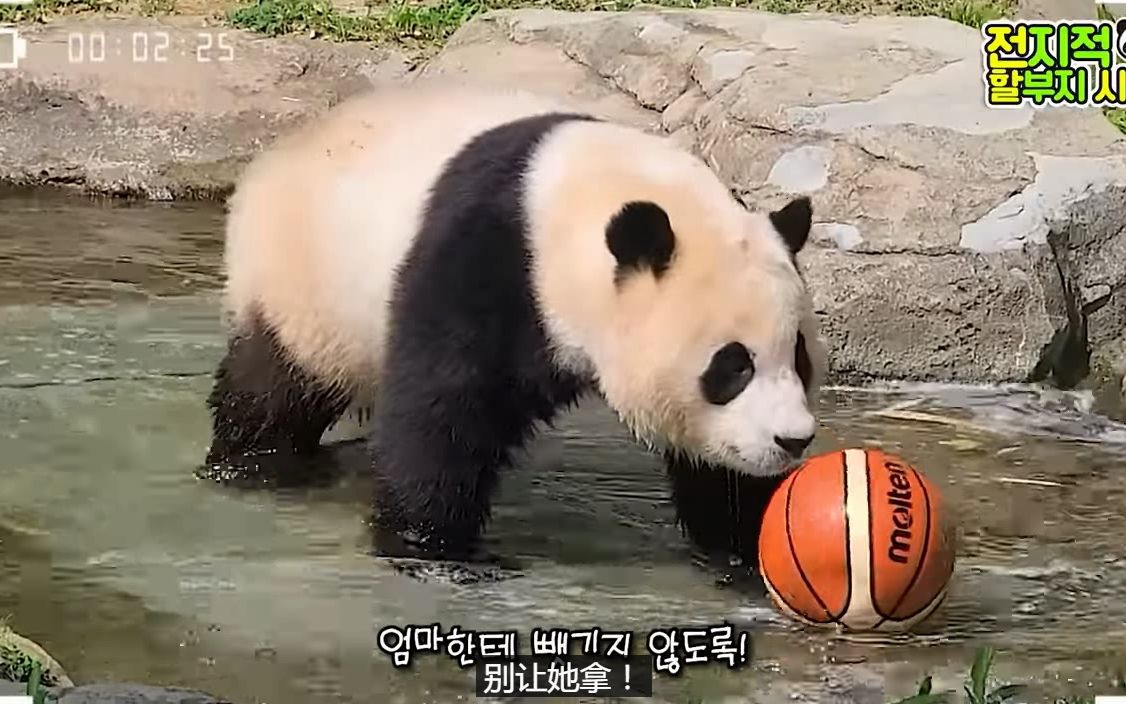 [机翻中字]全知爷爷视角 | 福宝爱宝打篮球 220610