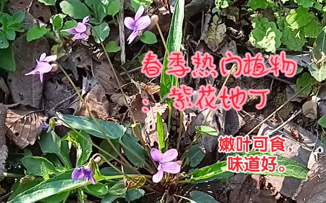 [图]春天，野地里的小花：紫花地丁