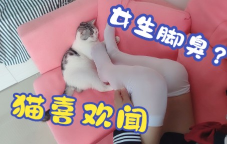 女生穿丝袜脚臭?给我家猫闻闻哔哩哔哩bilibili