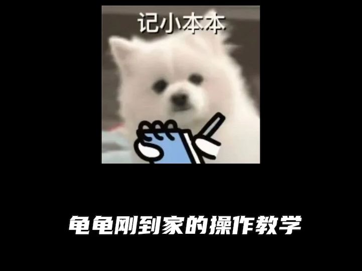 新手必看!龟龟到家后我们该做什么呢?哔哩哔哩bilibili