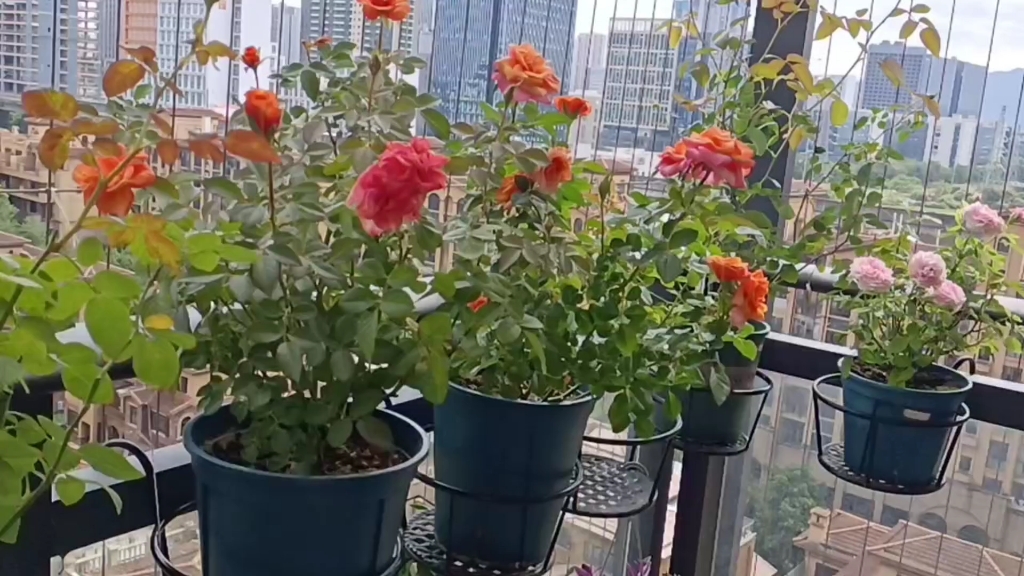 耐热月季品种介绍(双鱼座阳台 二乔)