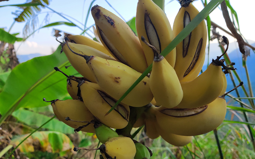树上熟的芭蕉长这样!很甜很好吃