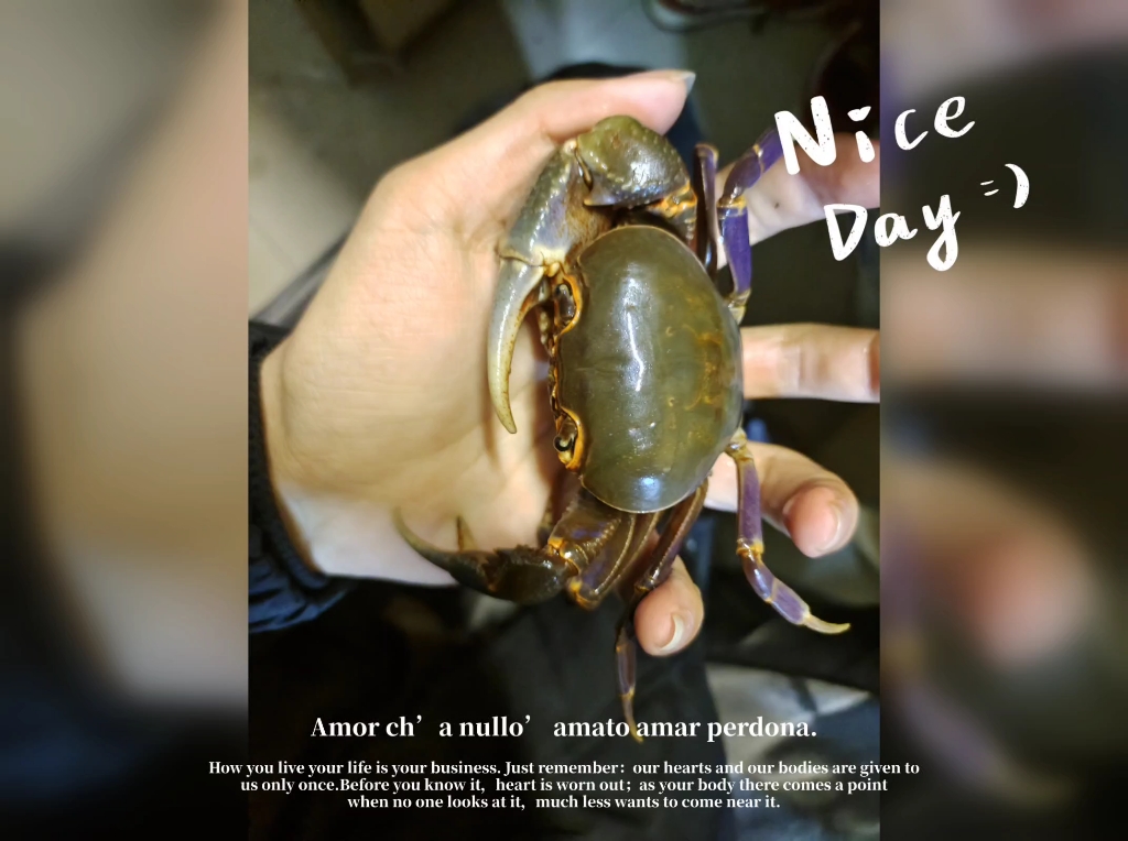 新到潜力很大的府城溪蟹