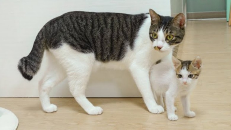 大猫对小猫表现出强烈的母爱.