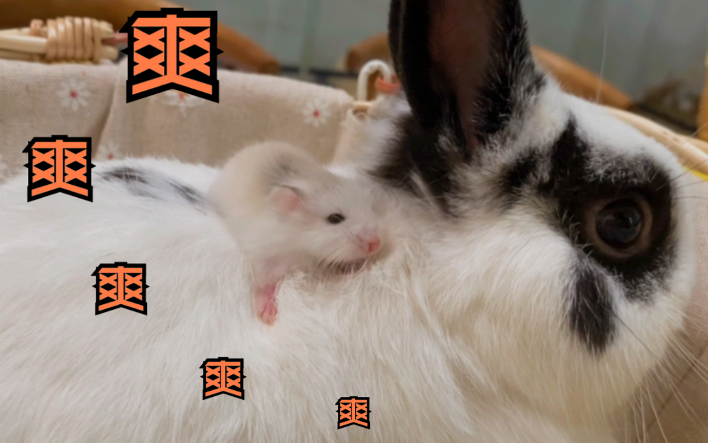 活动作品奶鼠把兔子当亲妈了萌宠vlog公婆仓鼠侏儒兔搞笑沙雕治愈日常