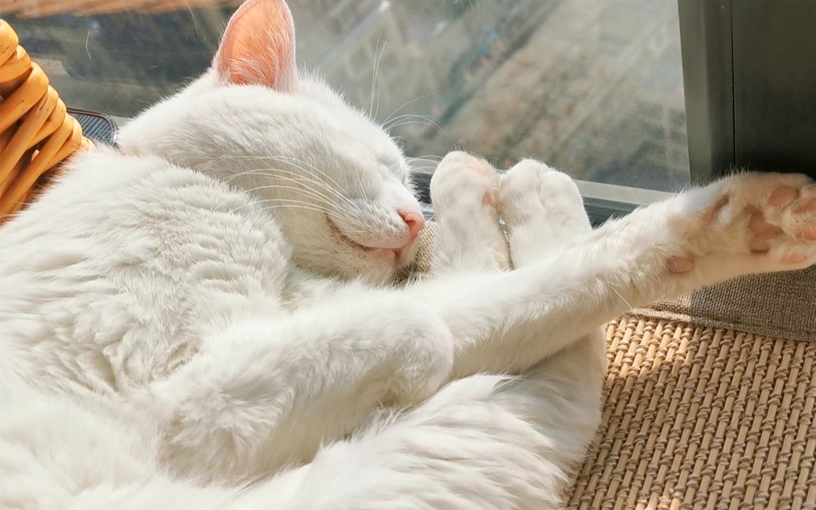 饭后,猫咪在窗边睡着了