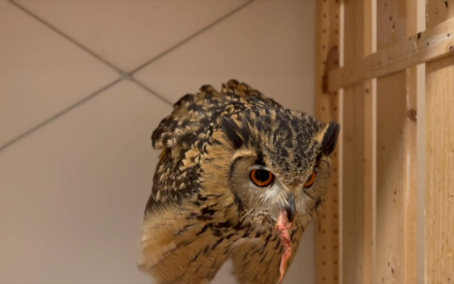 近距离感受猫头鹰吃肉的霸气与优雅,令人叹为观止