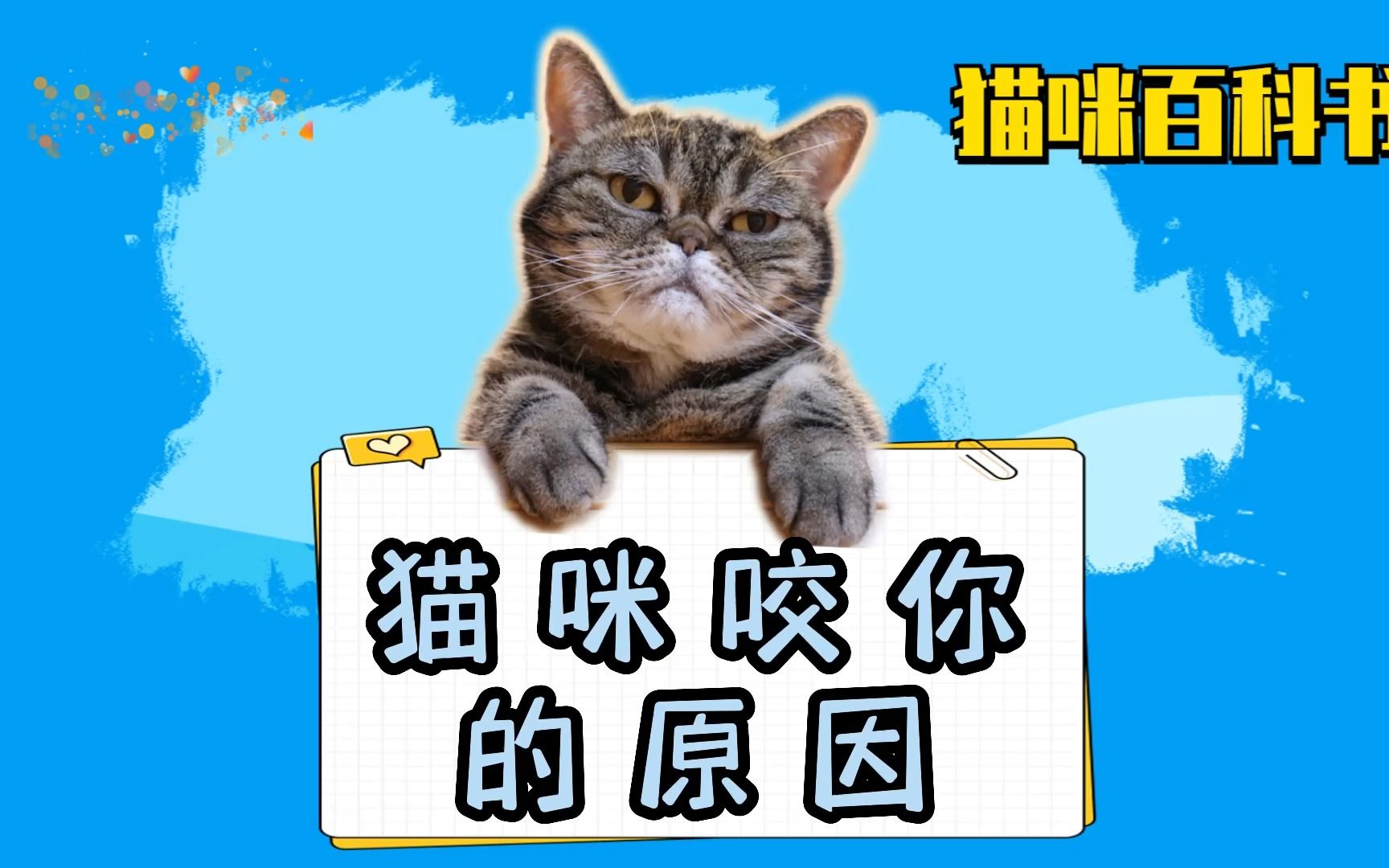 猫咪咬你原因,你知道吗?哔哩哔哩bilibili