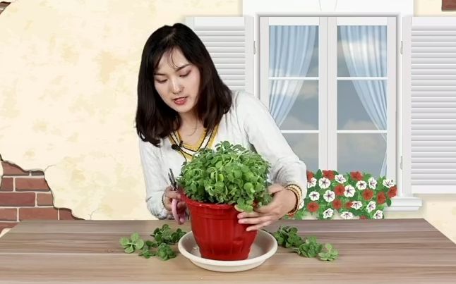 家庭园艺:碰碰香的养护来啦!修剪打顶教程!