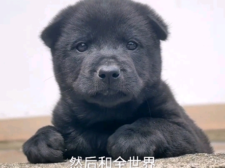 中华田园犬之唐犬哔哩哔哩bilibili