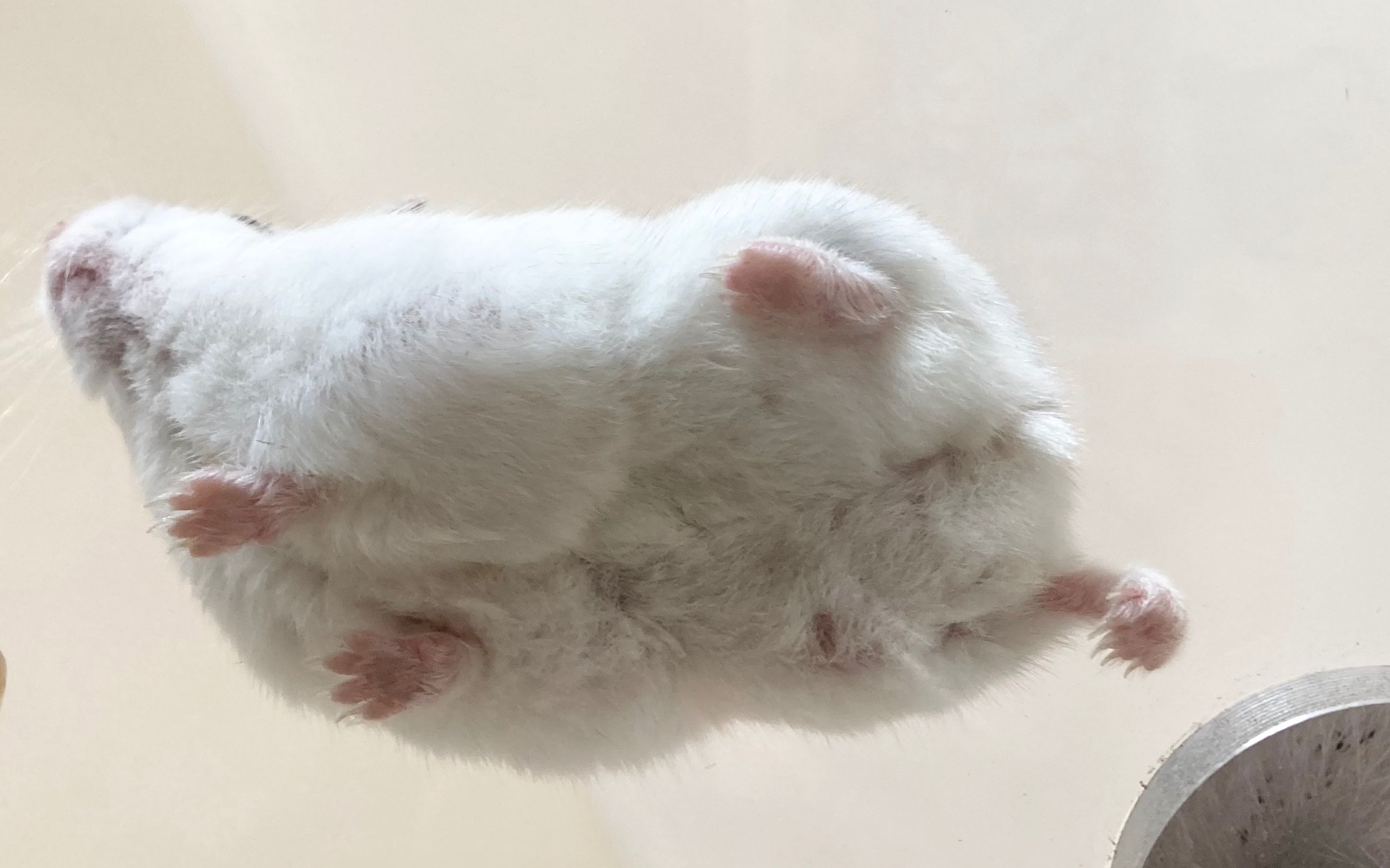 【屁屁】银狐仓鼠黄桃吃播(雾……_哔哩哔哩 (゜-゜)つロ 干杯~-bili