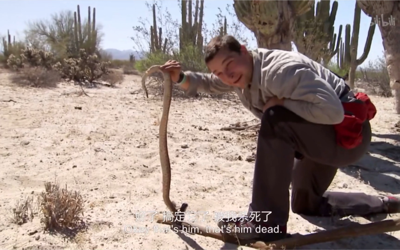 贝爷的美味佳肴全村吃饭响尾蛇