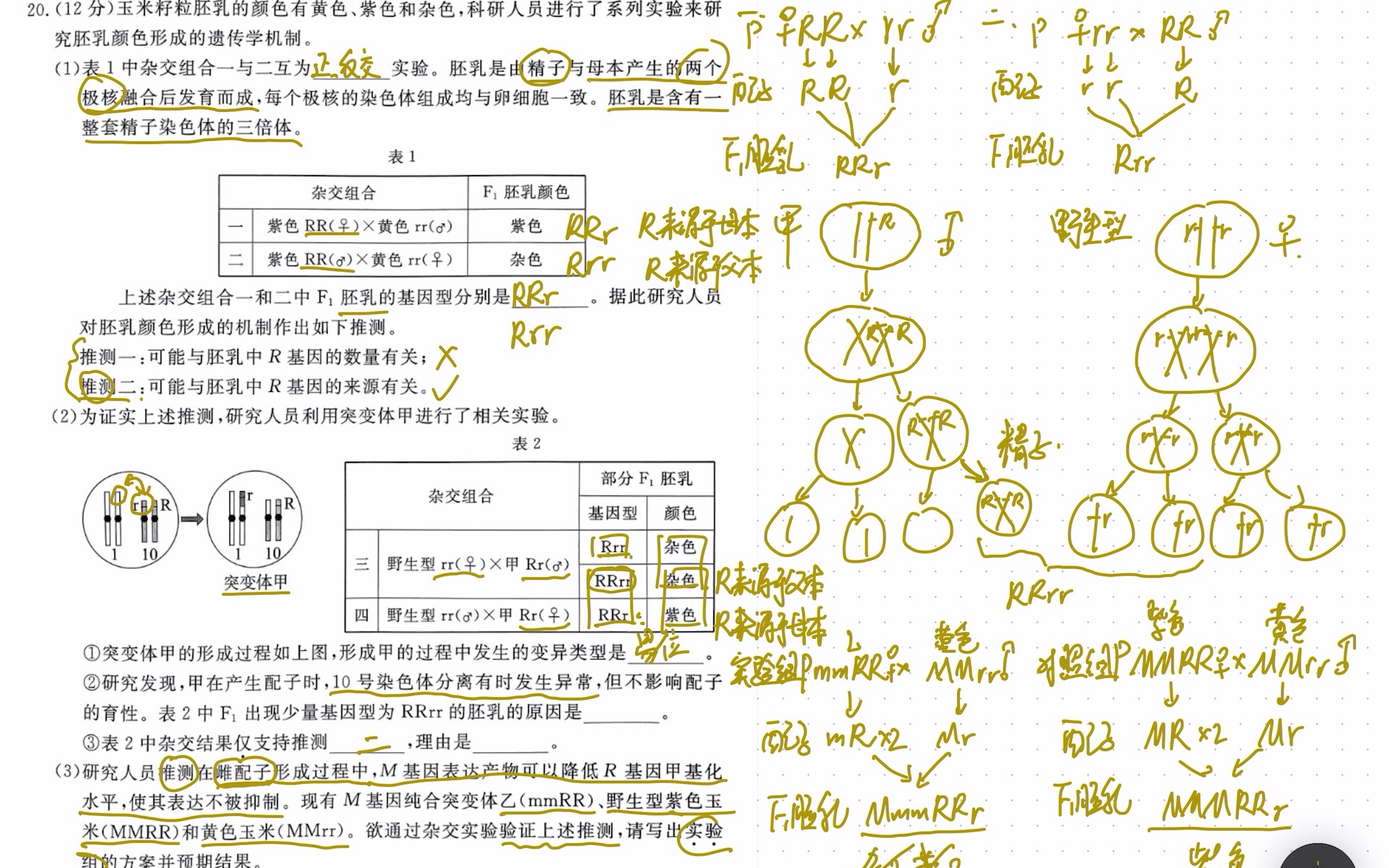 玉米籽粒胚乳颜色的遗传机制哔哩哔哩bilibili