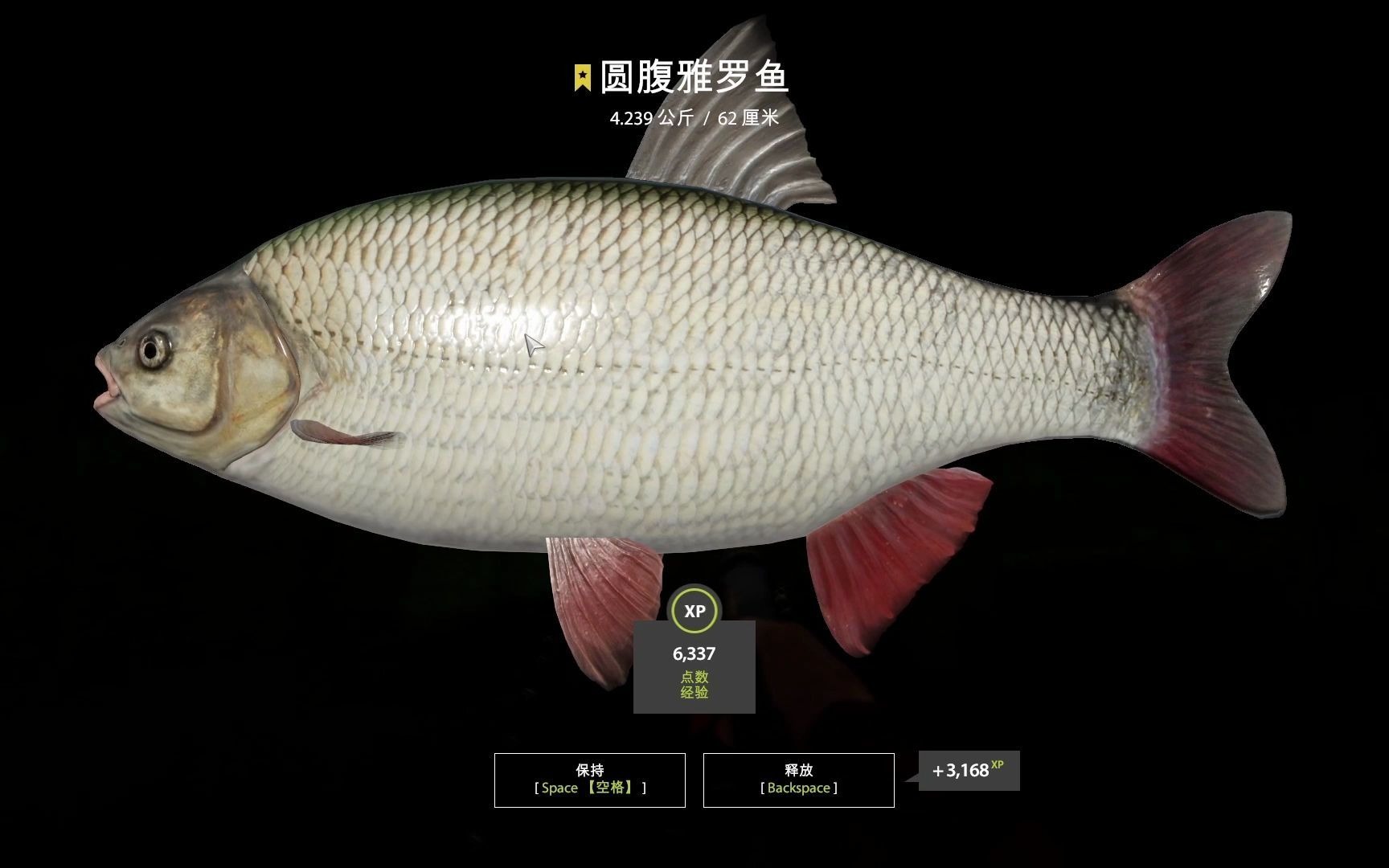 《俄罗斯钓鱼4》星圆腹雅罗鱼