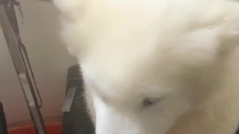 小哪吒 吹我 我有个0w的装修项目要跟你谈 看见毛根多白了没 身上黄是尿泡的 哔哩哔哩