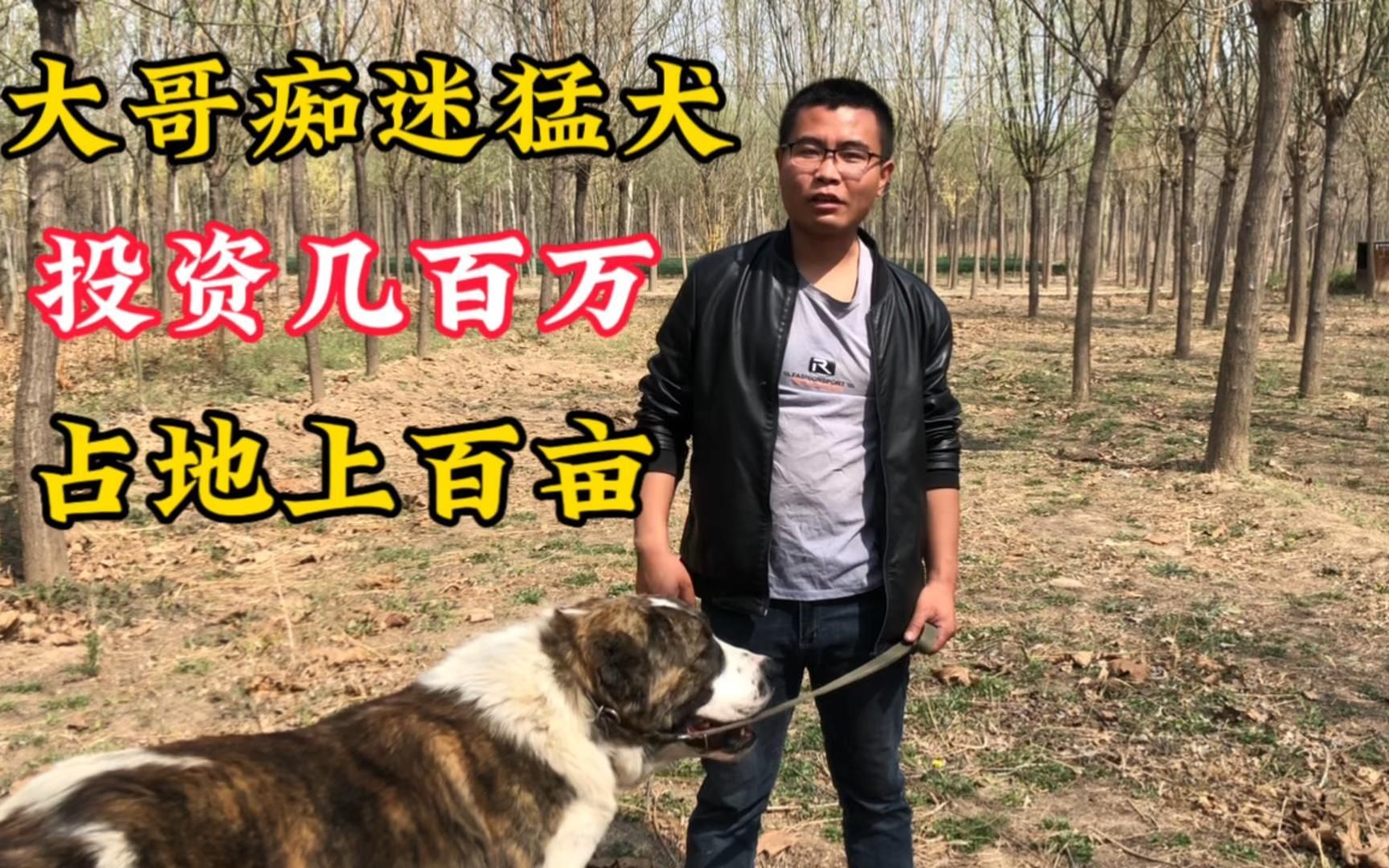 [图]大哥投资几百万建犬舍，犬舍百亩占地，数百条中亚牧羊犬陪伴左右