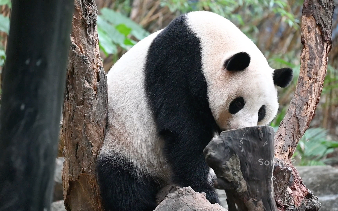 (大熊猫隆隆):长隆长公主真好看呀!