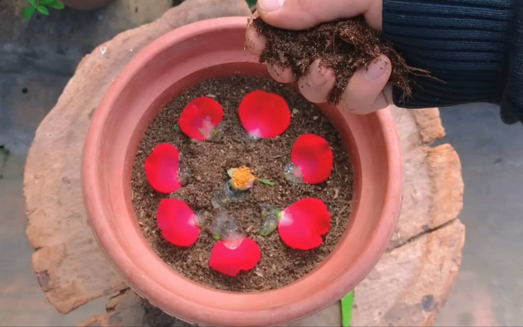 [图]玫瑰花瓣，一片一片摘下，花盆摆一圈，奇怪的知识增加了