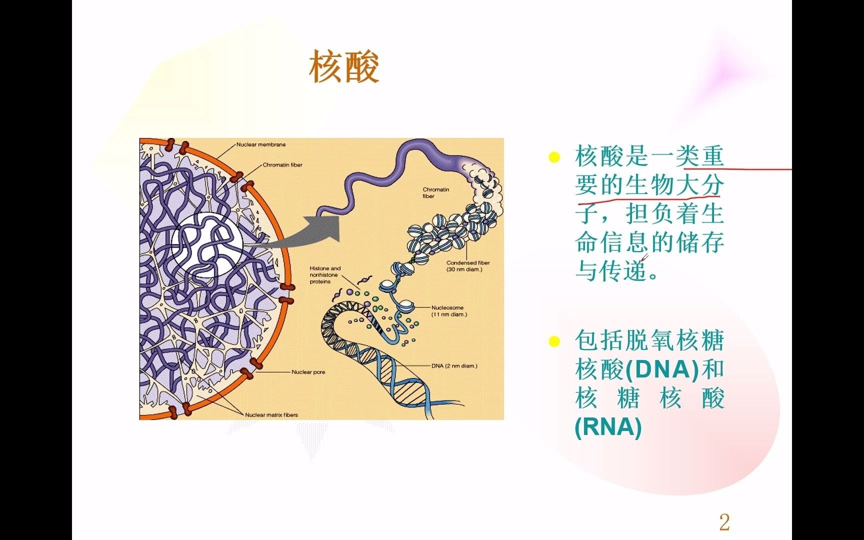 核酸和蛋白质的生物合成哔哩哔哩bilibili