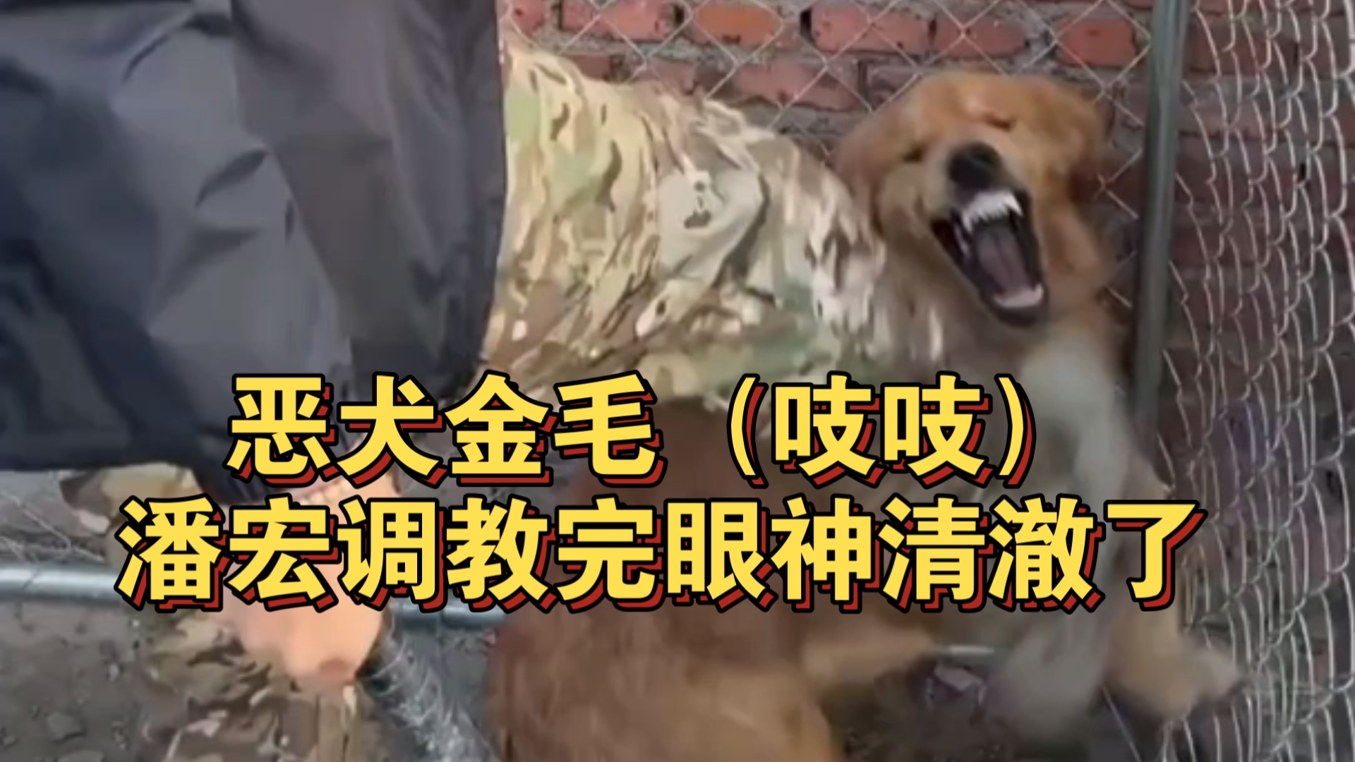 恶犬金毛（吱吱）潘宏调教完眼神清澈了