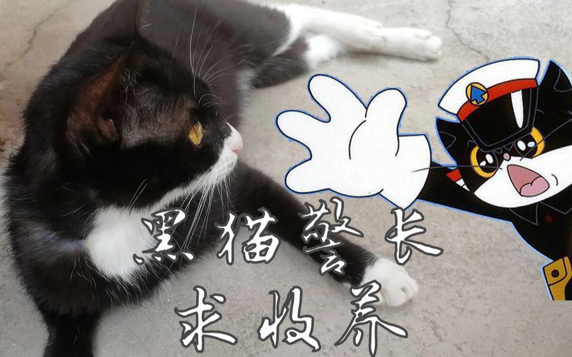 【求收养】黑猫警长的一窝小宝贝求收养哔哩哔哩bilibili