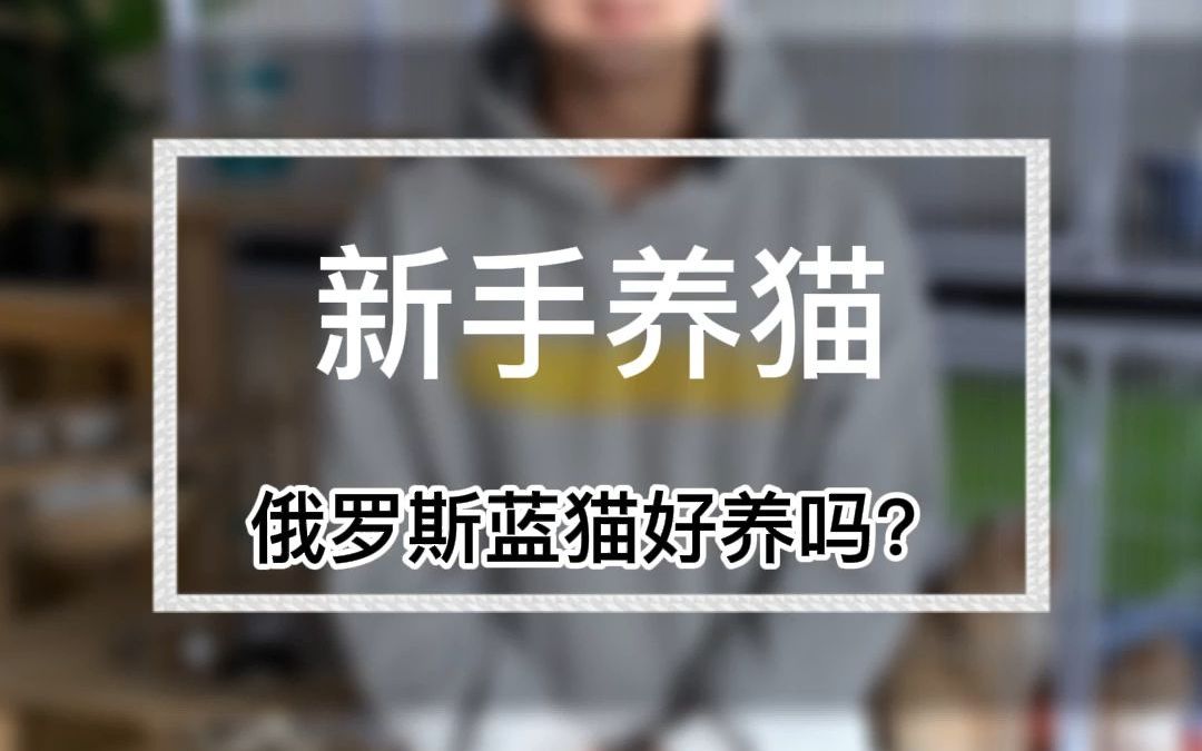 冷门的俄罗斯蓝猫,您听说过吗?俄罗斯蓝猫多少钱一只?俄罗斯蓝猫品相怎么看?俄罗斯蓝猫好养吗?(D580)哔哩哔哩bilibili