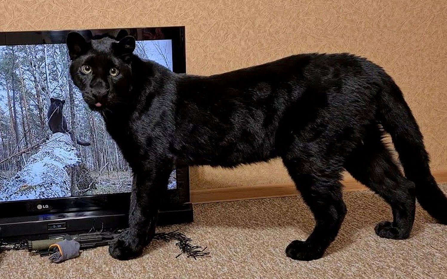 小黑豹看见屏幕里的狗狗:急死豹豹了!_哔哩哔哩_bilibili