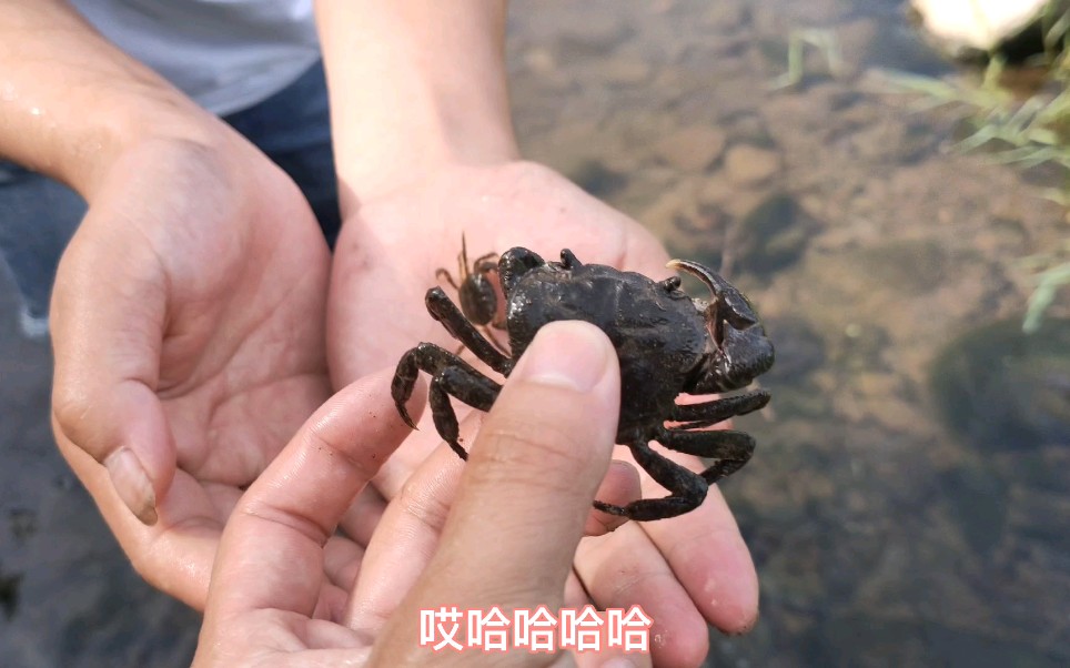 小溪流抓螃蟹个头不大脾气还挺暴力最好带手套不然是真疼