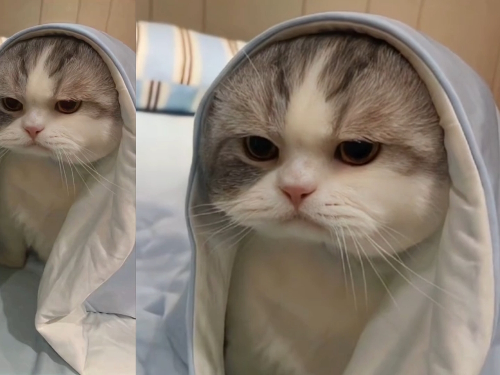 猫咪的迷惑表情,萌宠出道计划,养宠物的乐趣