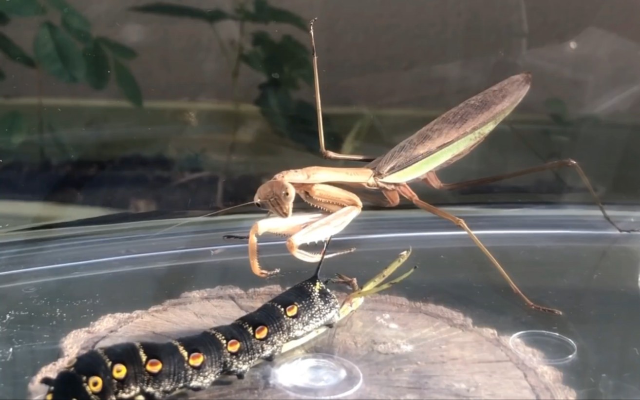 螳螂捕虫,毛毛虫瞬间被爆浆