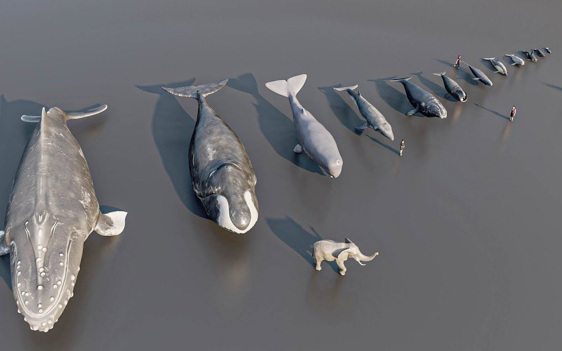 【超级比一比】鲸鱼和海豚大小比较3d动画