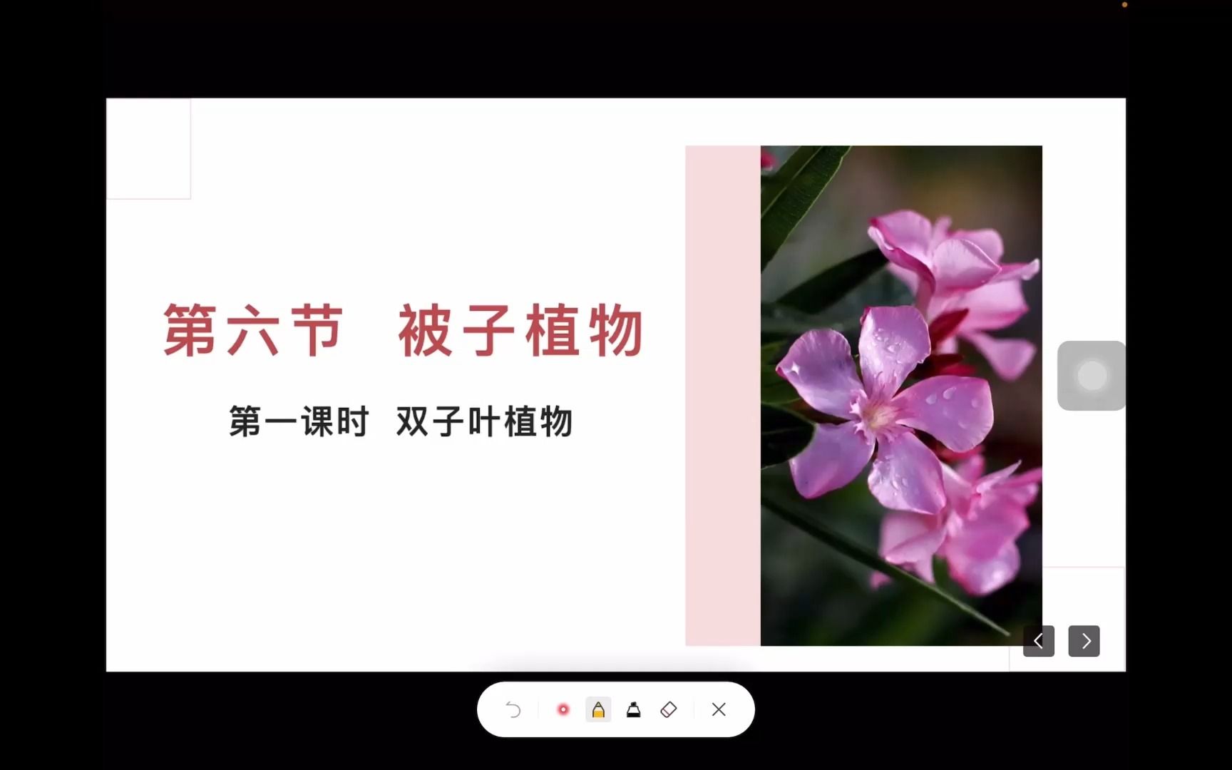 冀教版生物七年级上册《双子叶植物》哔哩哔哩bilibili