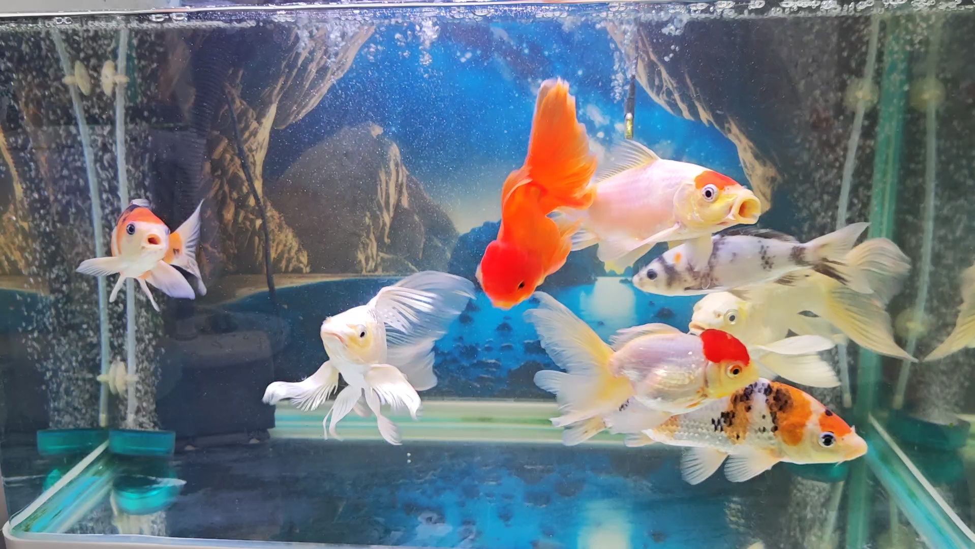 擦了鱼缸正面,换了水和棉.看起来金鱼锦鲤都变亮了