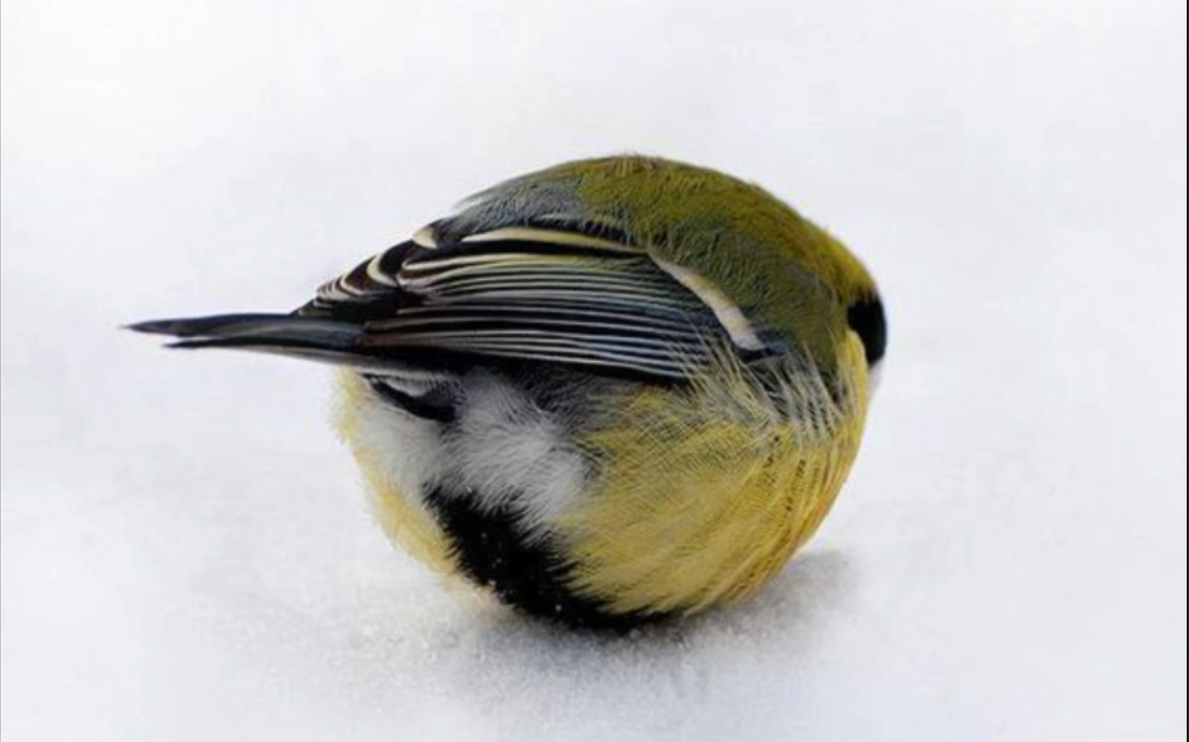 图片拌匀&搬运#肥啾团子图集