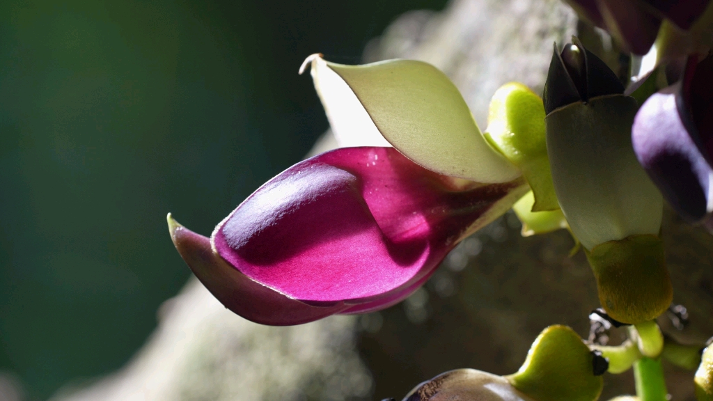老鸹花的花朵前端弯尖似乌鸦的嘴故得名个老鸦wa花老鸹花平时只见巨大