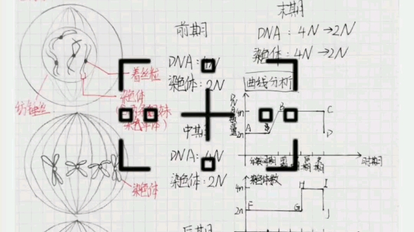 高中生物必修一有丝分裂的过程图➕生活哔哩哔哩bilibili