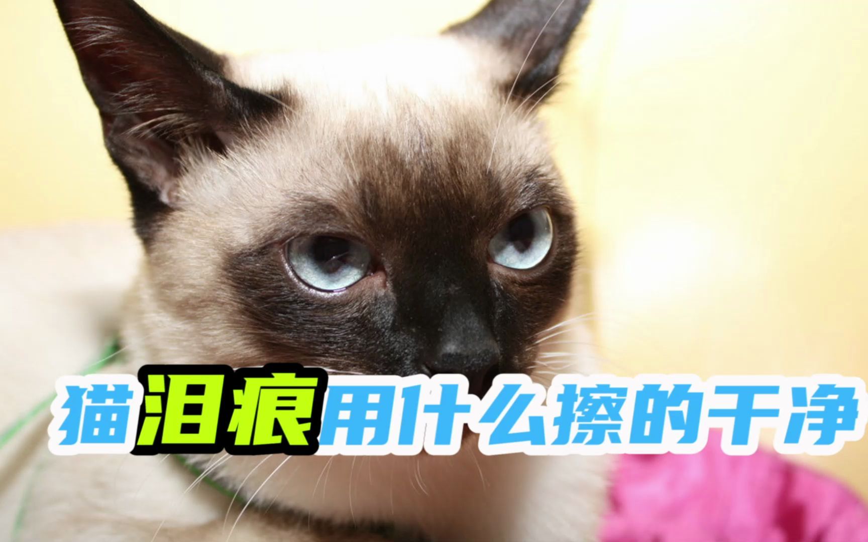 猫泪痕用什么擦的干净哔哩哔哩bilibili