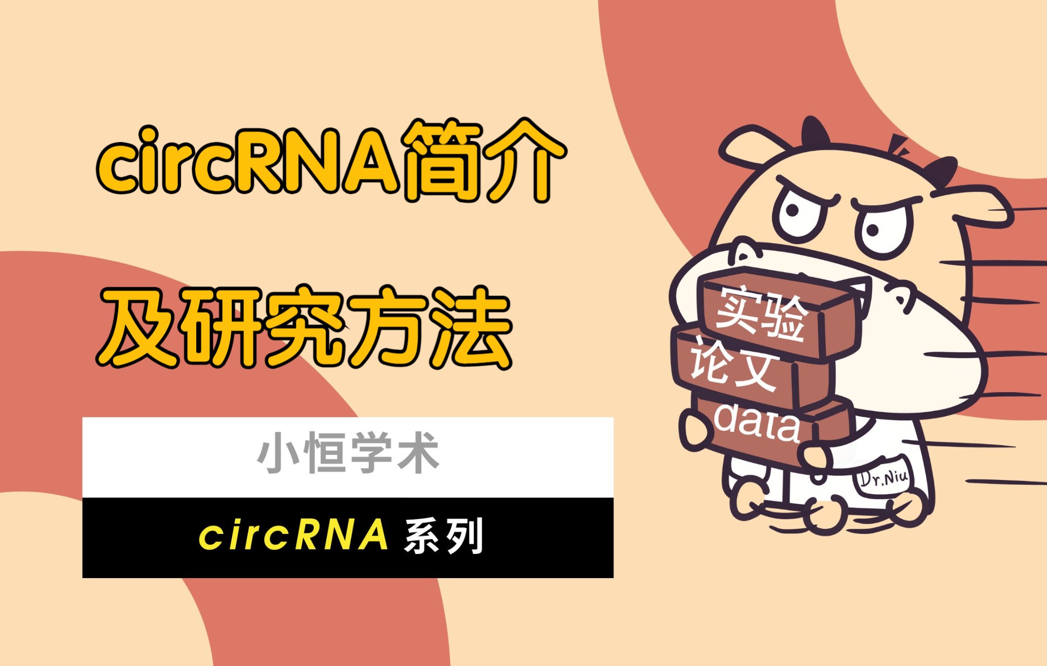 小恒学术circRNA简介及研究方法哔哩哔哩bilibili